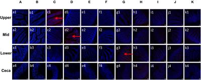 The microneme adhesive repeat domain of MIC3 protein determined the site specificity of Eimeria acervulina, Eimeria maxima, and Eimeria mitis